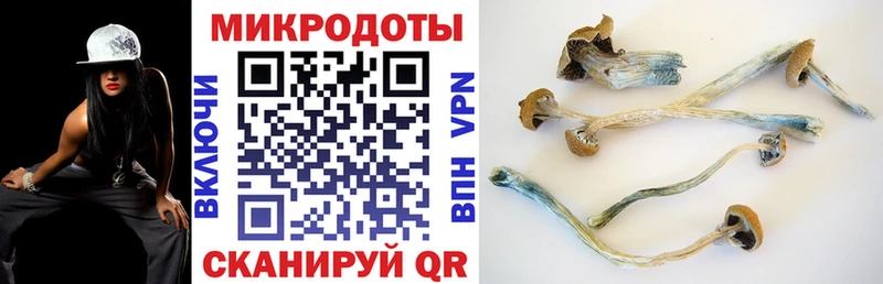 Псилоцибиновые грибы Psilocybine cubensis  Черногорск 